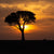 Africa Sunset
