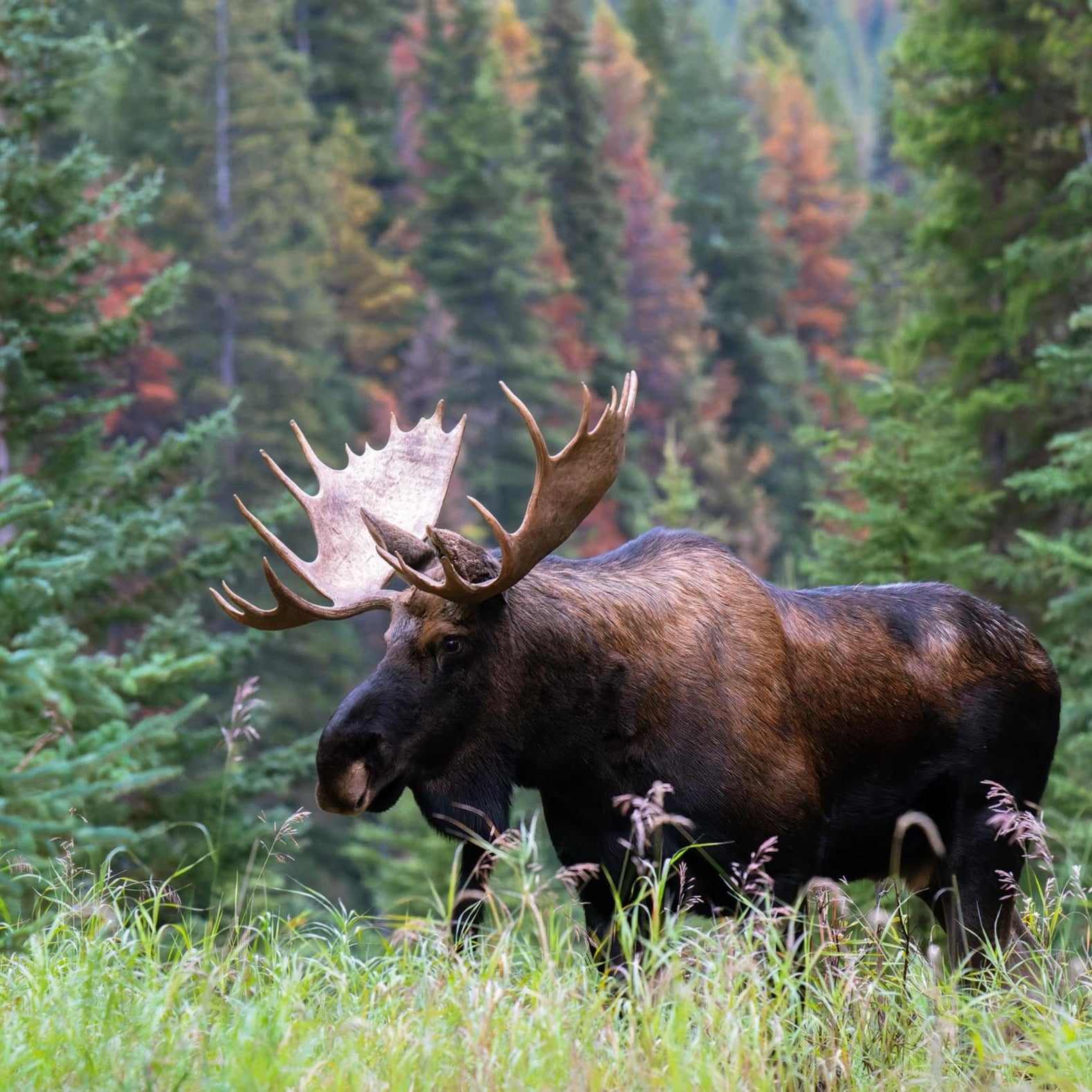 Bull Moose in the Rockies
