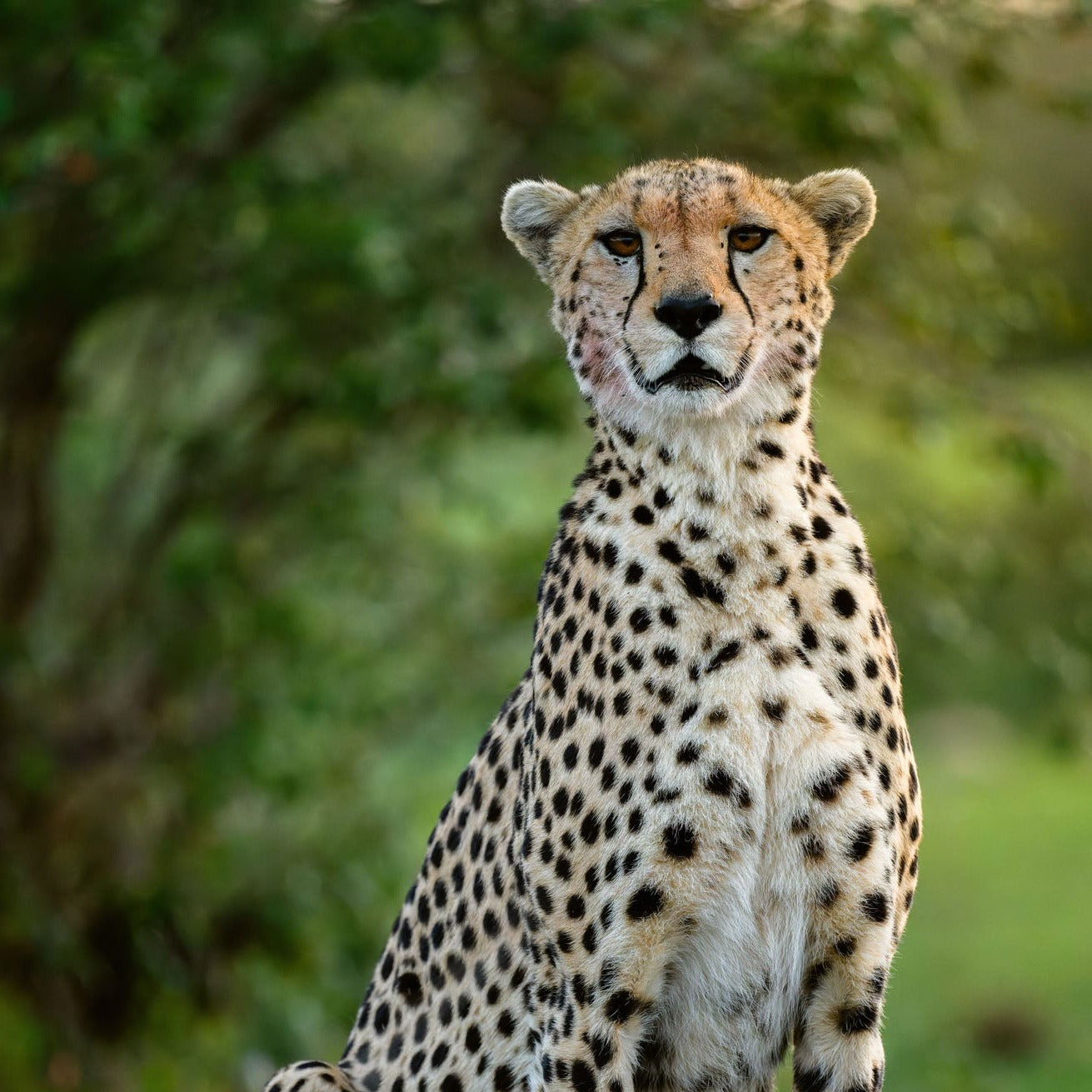 Cheetah Queen