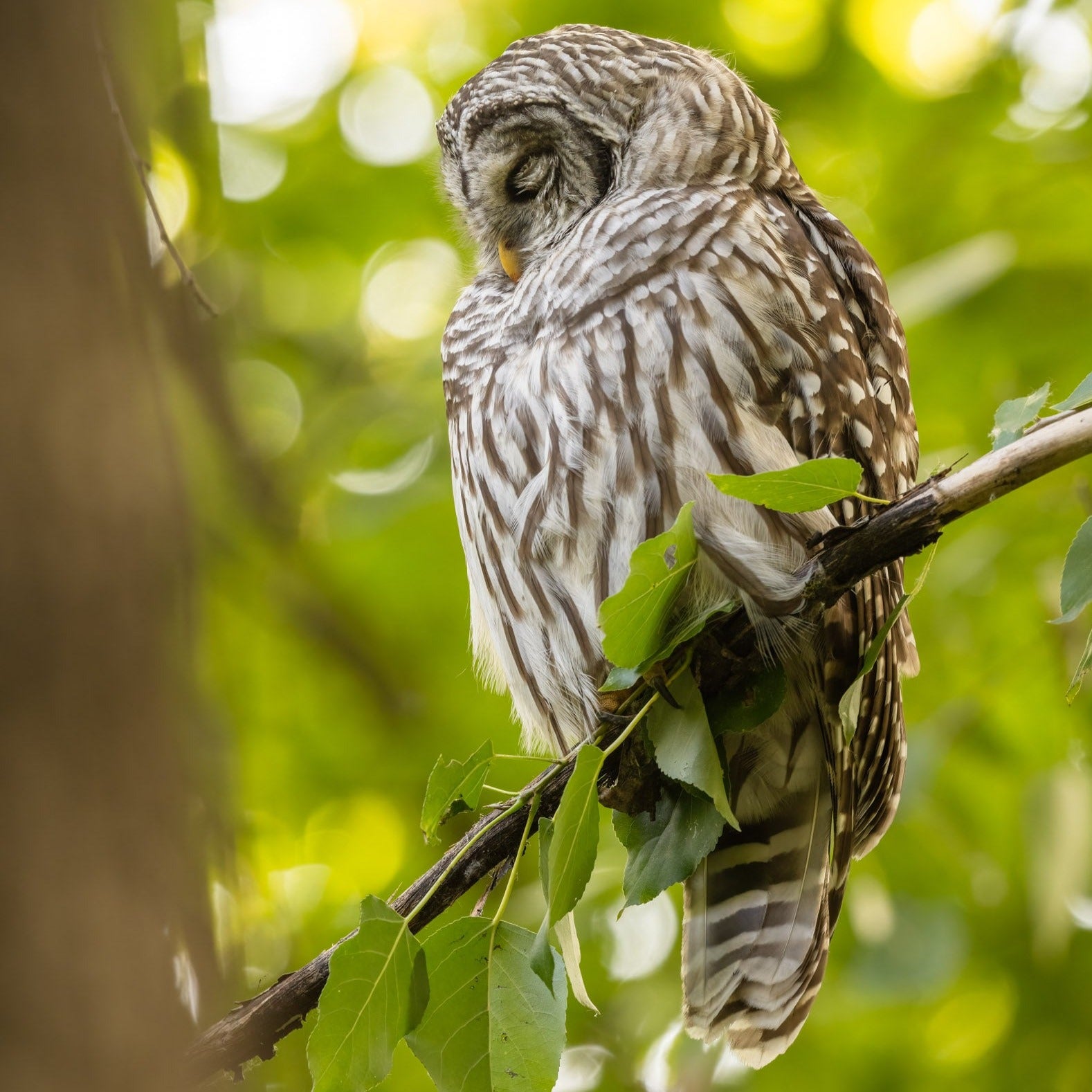 Dreaming Owls