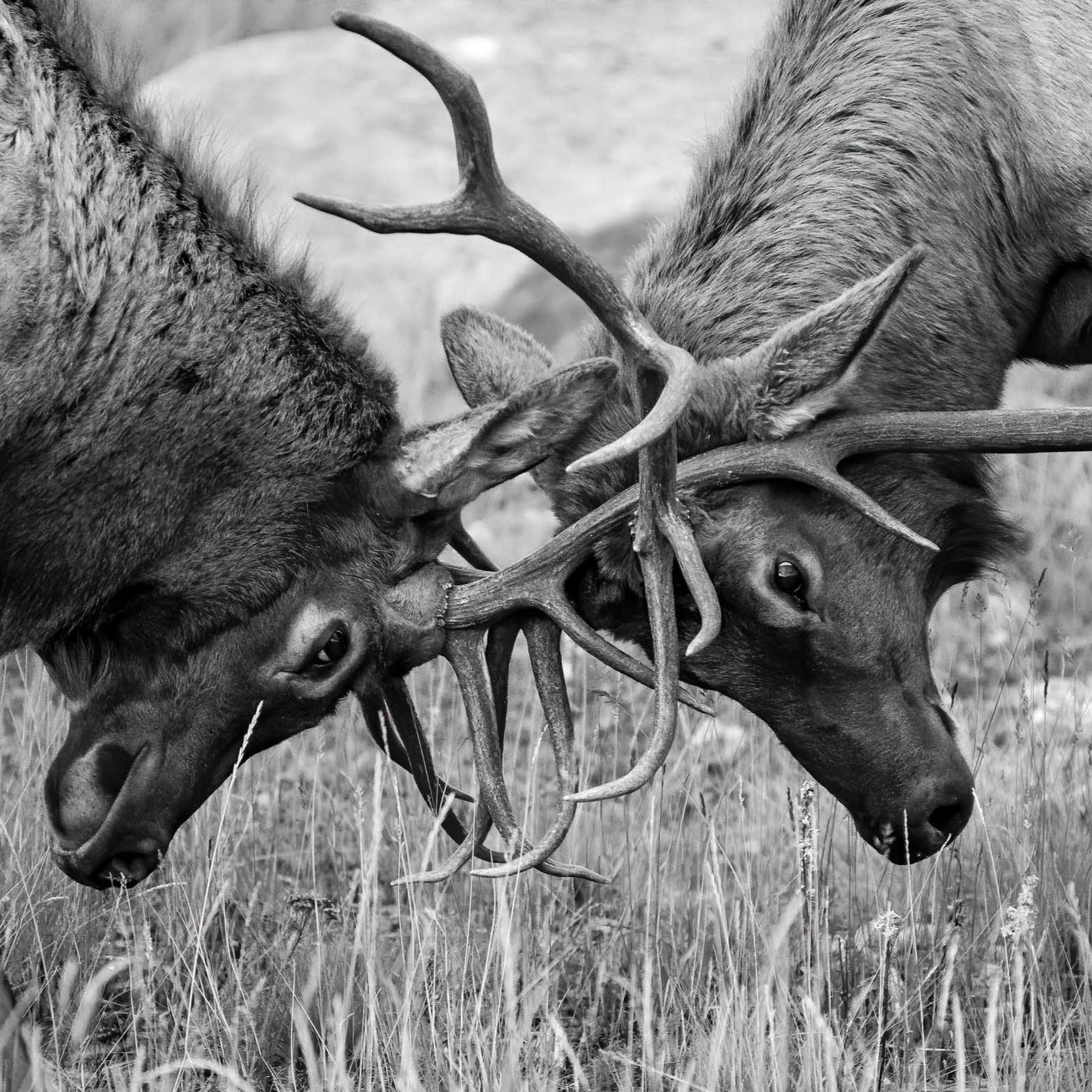 Elk Fight
