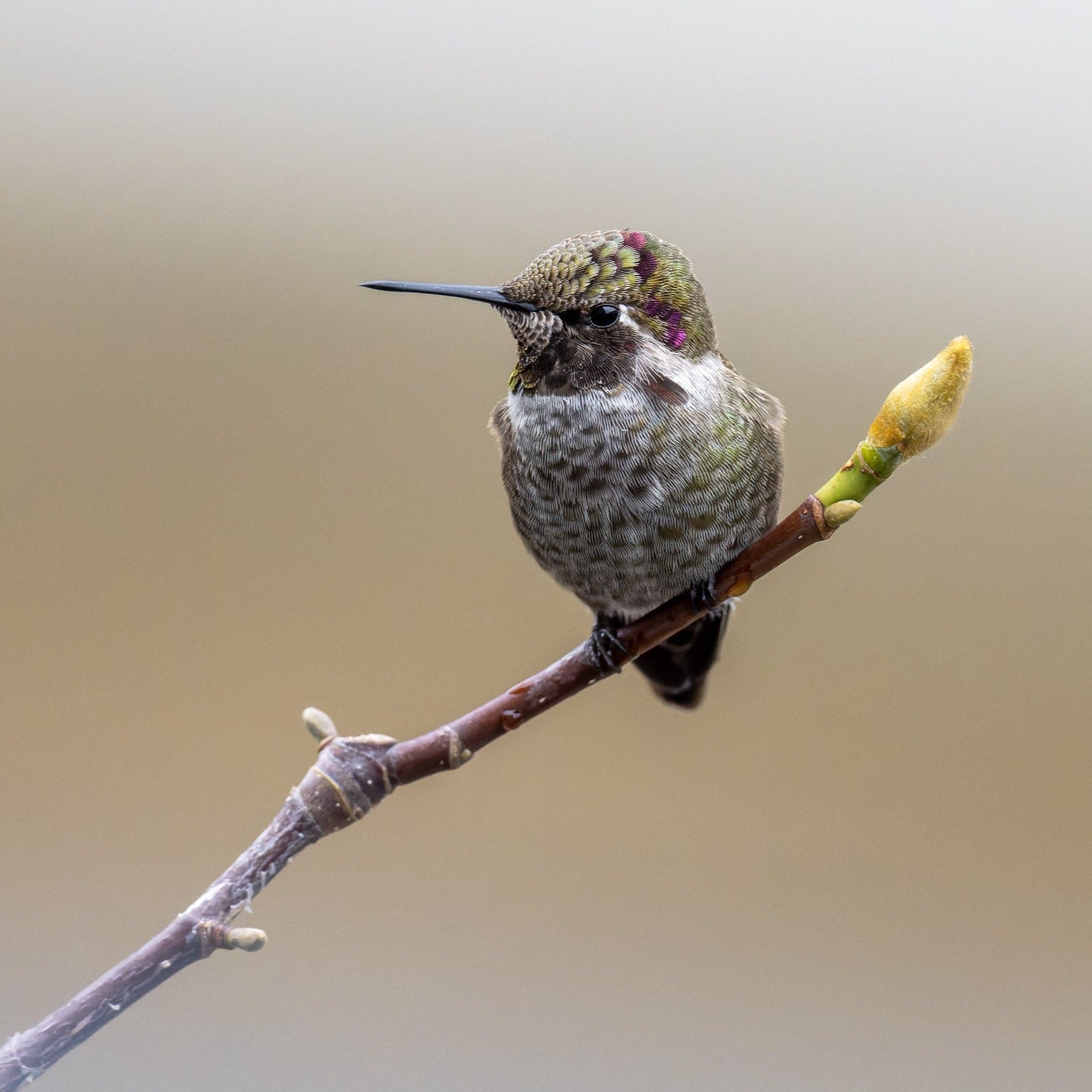 Hummingbird Delight