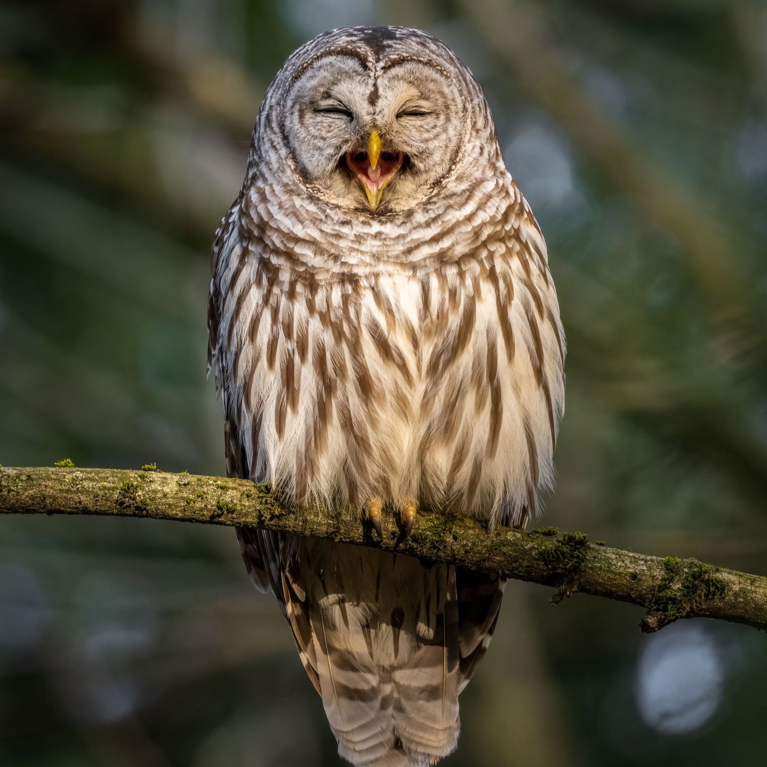 Owl Laughing