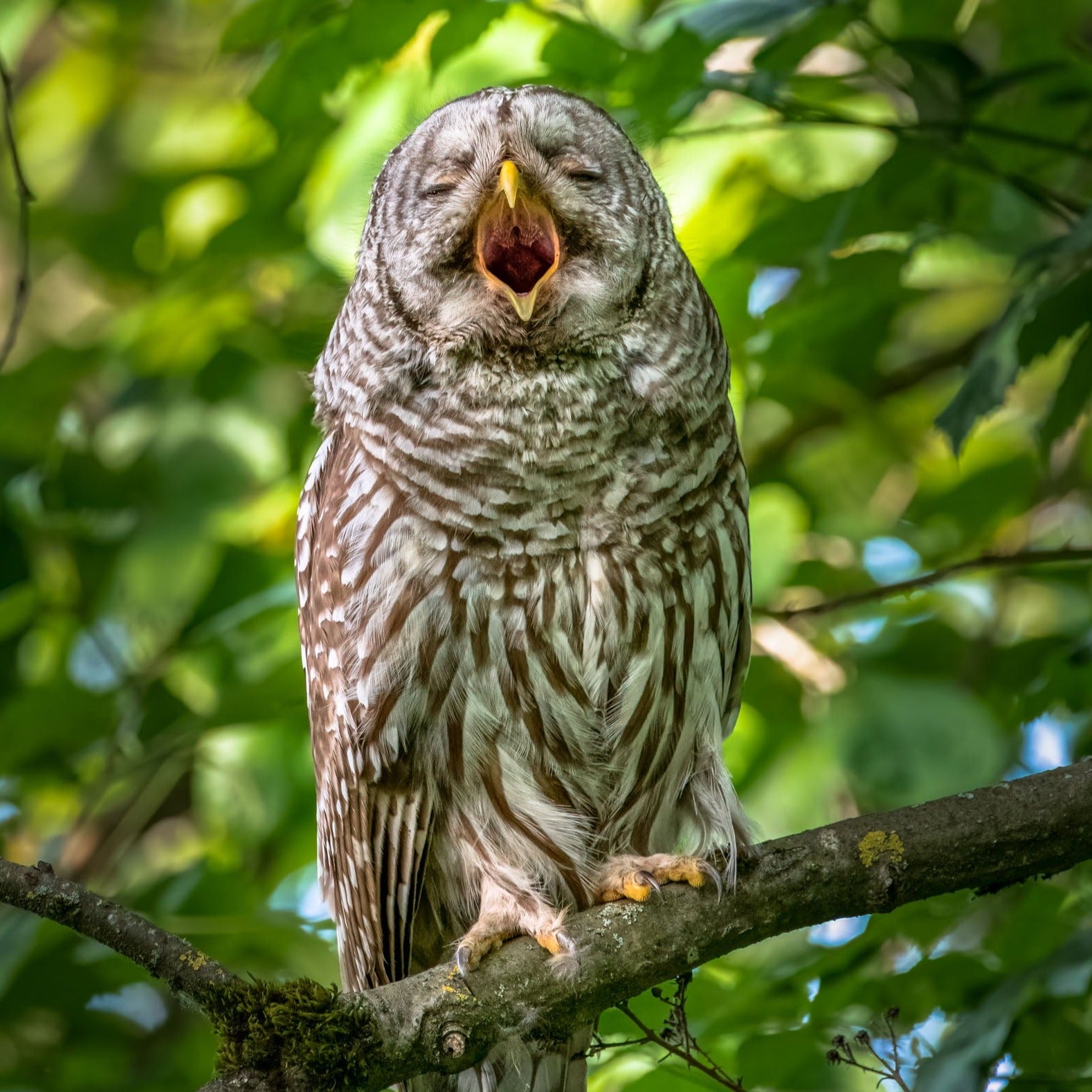 Owl Yawn