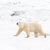 Polar Bear World
