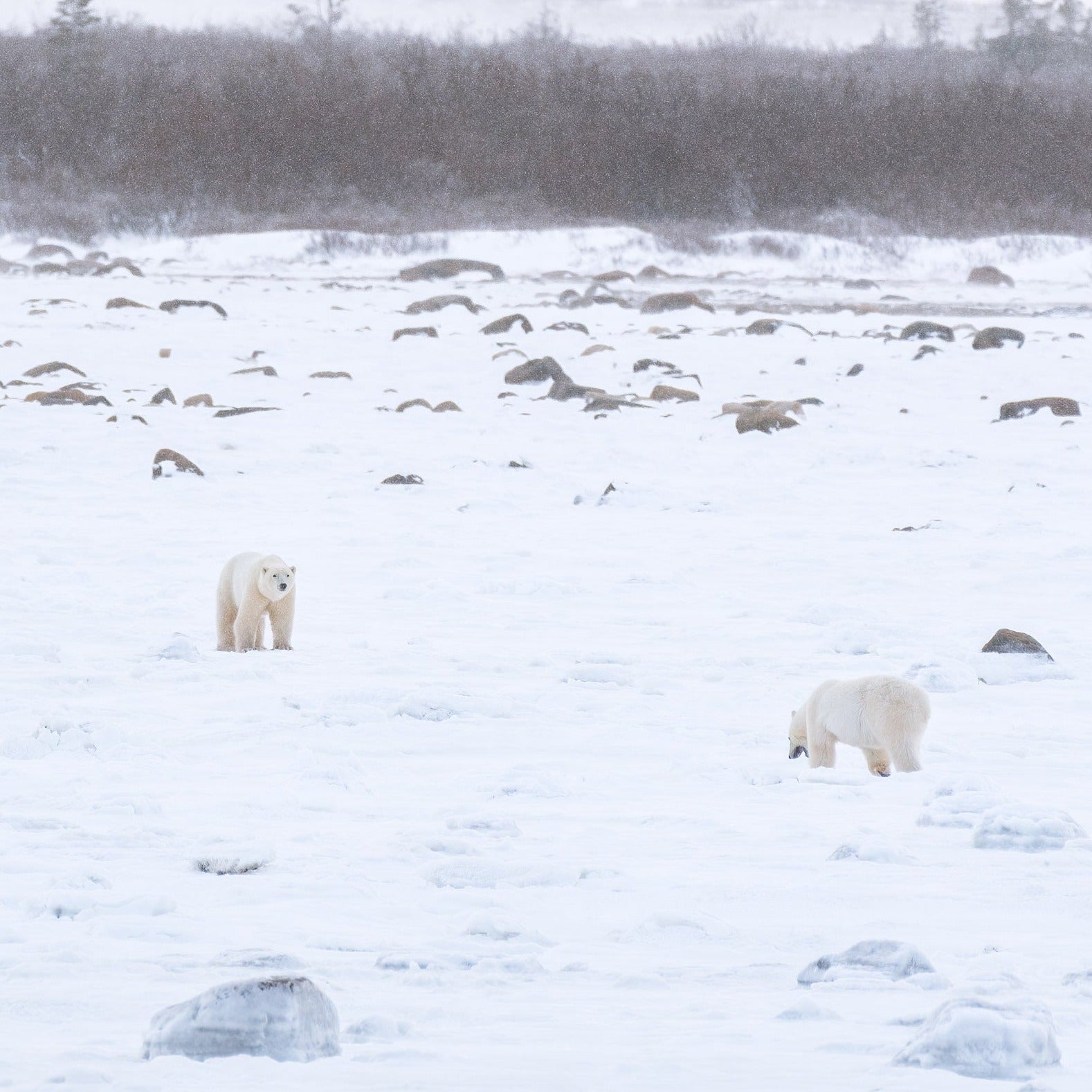 Polar Bear Duel